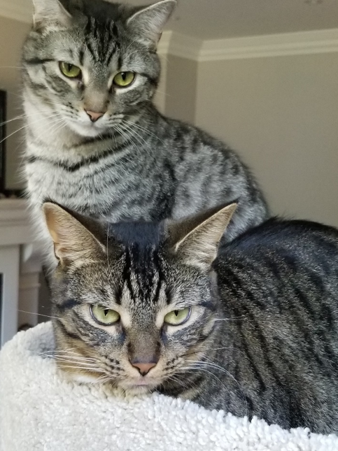 An image of two cats