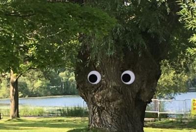 Googly eyes on a tree
