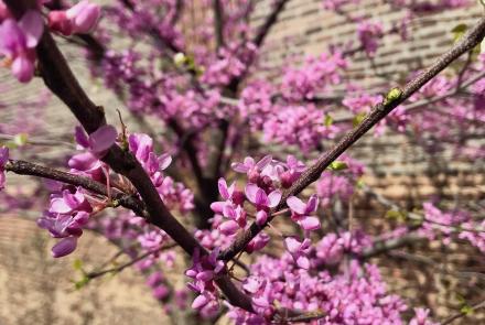 Blossoms