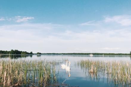 Swans