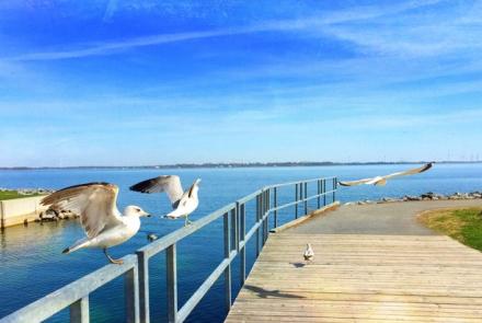 Birds in flight