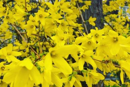 Forsythia
