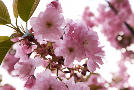 Blossoms