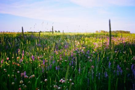 Summer fields
