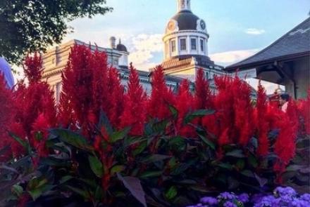 Kingston's City Hall
