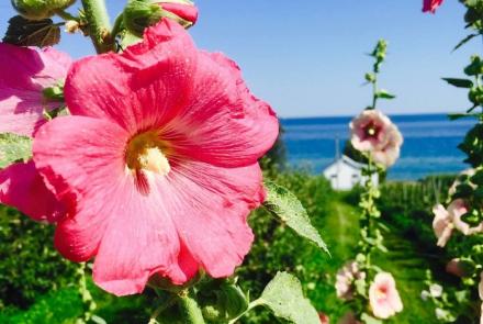 Hollyhock in Prince Edward County, Ontario