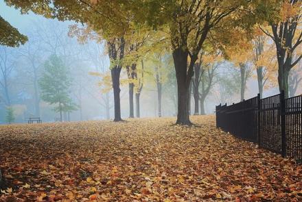 A foggy day at the park with leaves on the ground