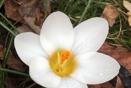 Maybe Spring in coming: Photo by R. Kaylda