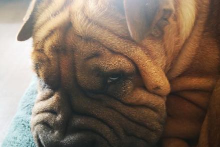 Bowser the work-at-home dog. Photo: A. Mathur